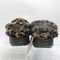 Womens Crocs Classic Unfurgetable Clogs Leopard